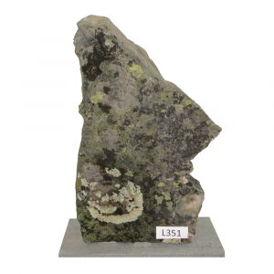 L351